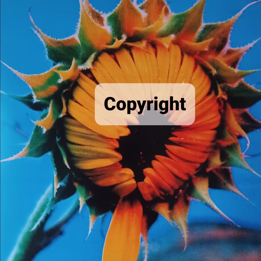 Flora 1 Sunflower Photo Sale